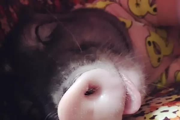 养猪大棚怎么盖插图1