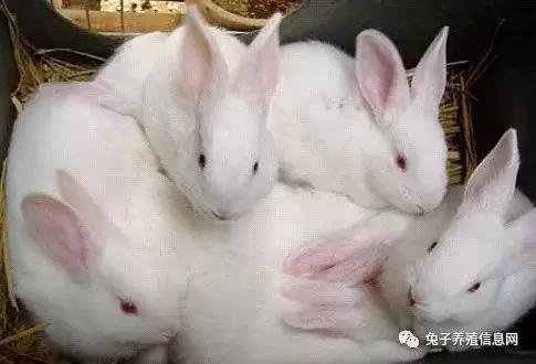 常见兔病的症状特征！插图