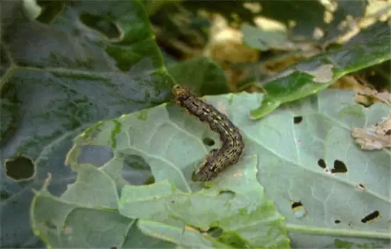番茄病虫害防治:番茄病毒病、青枯病等插图3 番茄病虫害防治:番茄病毒病、青枯病等插图3