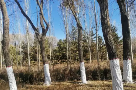 防止树木冻死的方法插图1