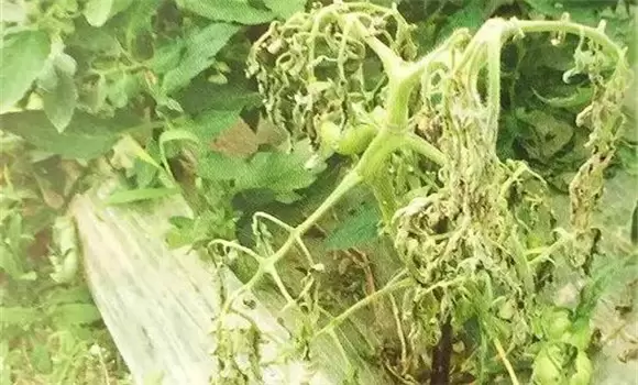 番茄枯萎病怎么治疗 番茄枯萎病防治方法插图1