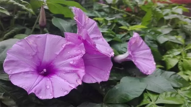夕颜花的花语和寓意插图1