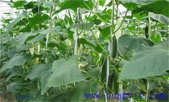冬春茬黄瓜的栽培季节 冬春茬黄瓜栽培技术要点插图1