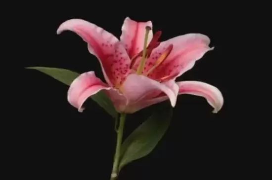 家中最忌讳的十种花插图9