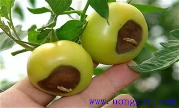 番茄的生理病害有哪些，怎样防治这些生理病害插图1