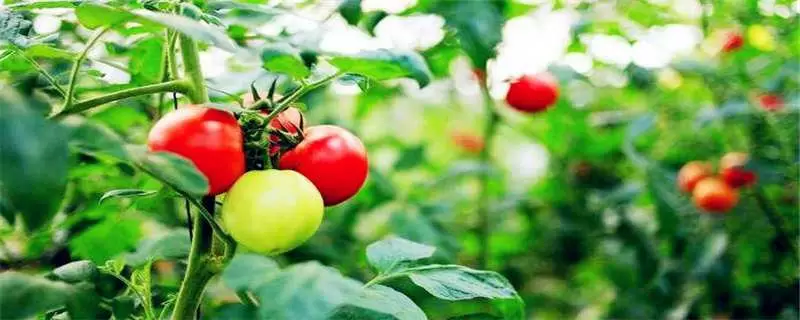 番茄树的养殖方法，最适宜的温度范围为15度至28度插图