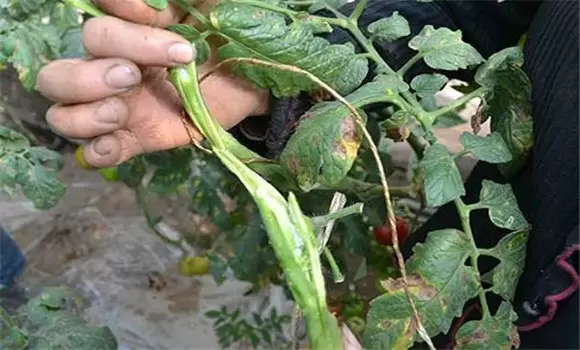 番茄枯萎病怎么治疗 番茄枯萎病防治方法插图2