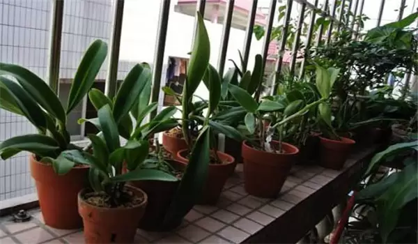 卡特兰花栽培技术要点 卡特兰的养殖方法简介插图2