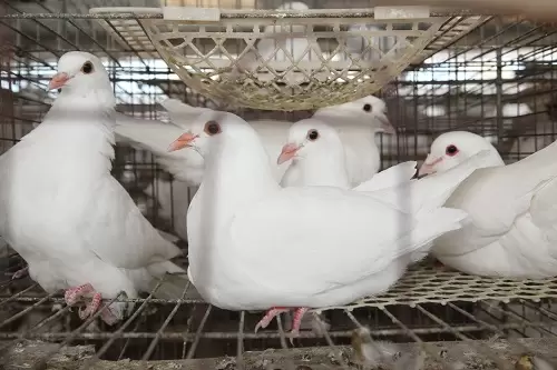 冬至以后,鸽子养殖要调整哪些?插图1 冬至以后,鸽子养殖要调整哪些?插图1