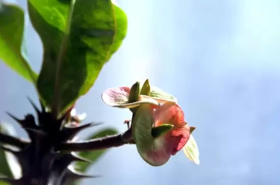 室内不适合养什么花草植物,室内养花禁忌插图4 室内不适合养什么花草植物,室内养花禁忌插图4