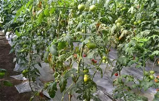 番茄病虫害防治:番茄病毒病、青枯病等插图1 番茄病虫害防治:番茄病毒病、青枯病等插图1
