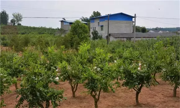 冬枣树种植方法,冬枣种植栽培的技术要点插图 冬枣树种植方法,冬枣种植栽培的技术要点插图