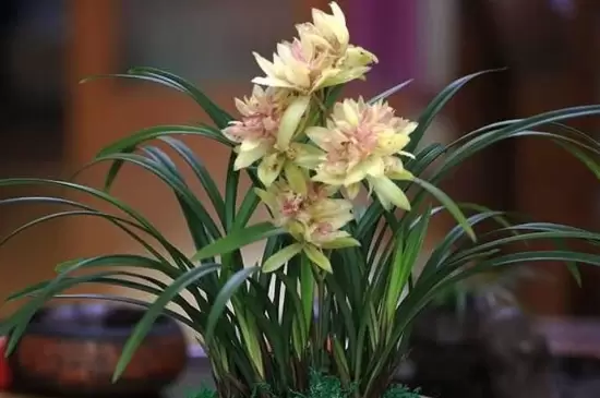 兰草花品种插图1 兰草花品种插图1