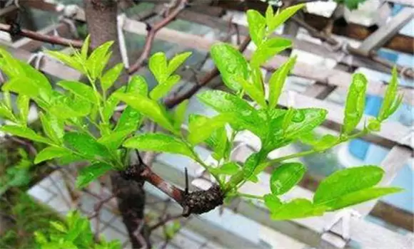 春季枣树嫁接时间和方法 枣树春季嫁接技术要点插图1