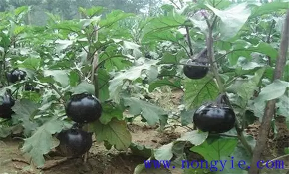 夏茄子什么时候育苗 夏茄子种植技术要点插图2