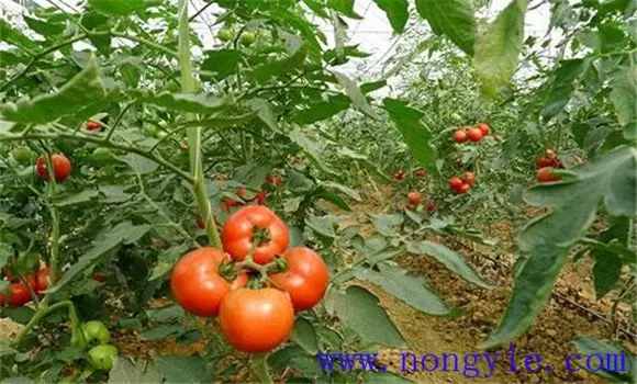 番茄生长的适宜温度是多少 番茄生长条件要求插图2 番茄生长的适宜温度是多少 番茄生长条件要求插图2
