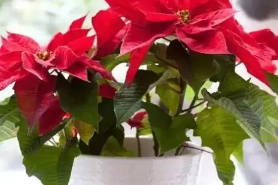 圣诞花的花语和寓意插图3