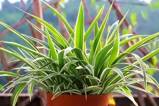 去甲醛味用什么植物插图4 去甲醛味用什么植物插图4