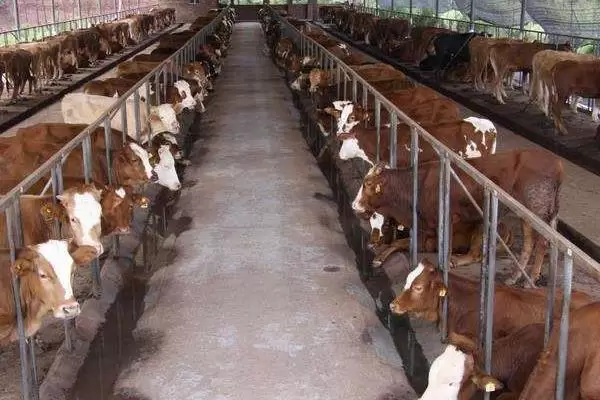 养牛的利润与成本插图2