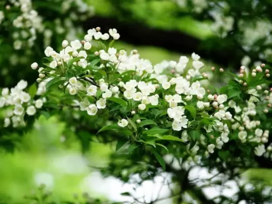 室内盆栽花卉如何选购：住所朝向环境，个人喜好插图6