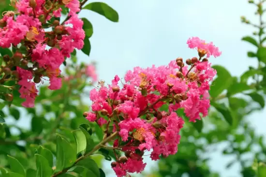 夏天开的花都有什么花插图4