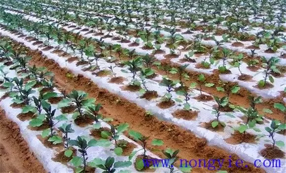 夏茄子什么时候育苗 夏茄子种植技术要点插图1