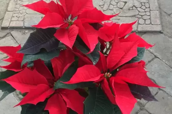 圣诞花的花语和寓意插图2