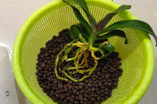哪些盆栽不能用陶粒插图3