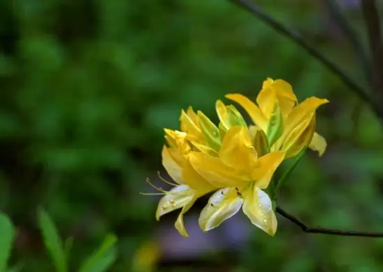 室内不适合养什么花草植物,室内养花禁忌插图1 室内不适合养什么花草植物,室内养花禁忌插图1
