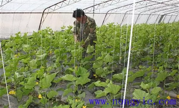 春季黄瓜如何管理 春季黄瓜种植时间和方法插图2