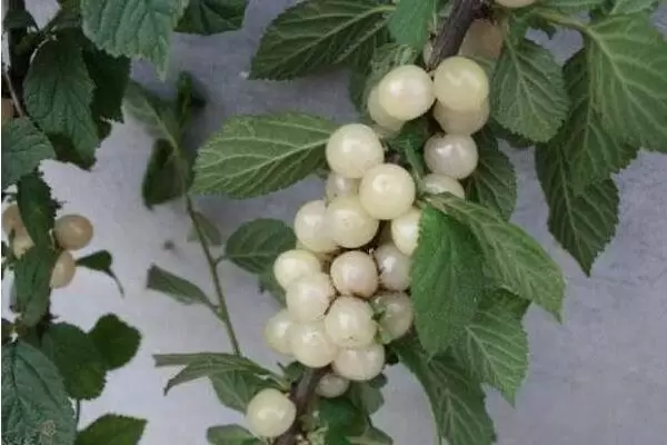 农业创业致富项目有哪些，根据所在地的优势进行养殖种植插图3