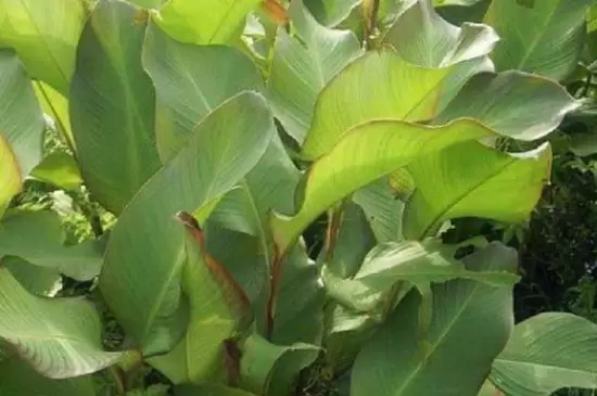 双子叶植物和单子叶植物的区别插图3
