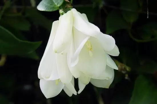 风铃花的花语是什么?插图2 风铃花的花语是什么?插图2