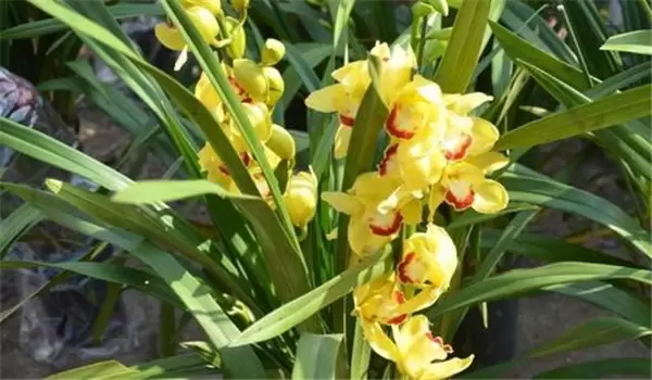 大花蕙兰什么时候开花,如何养护与管理插图2 大花蕙兰什么时候开花,如何养护与管理插图2