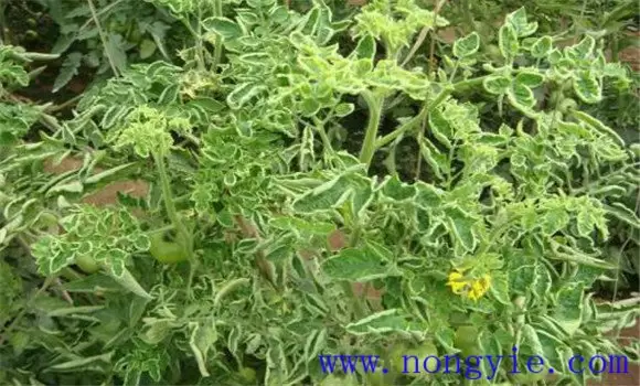 番茄卷叶子是什么原因 番茄卷叶原因及防治方法插图1