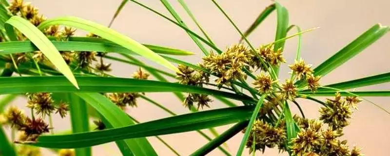 台湾竹的养殖方法和注意事项插图