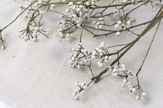 干花要风干多久插图1