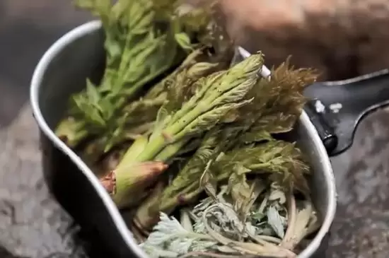 刺嫩芽是什么插图2
