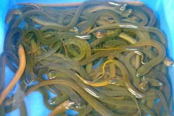 养黄鳝一亩能赚多少钱,附核算方法插图2 养黄鳝一亩能赚多少钱,附核算方法插图2