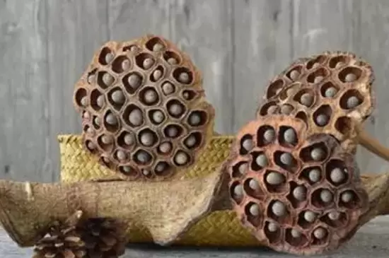 干莲蓬的寓意和象征插图3