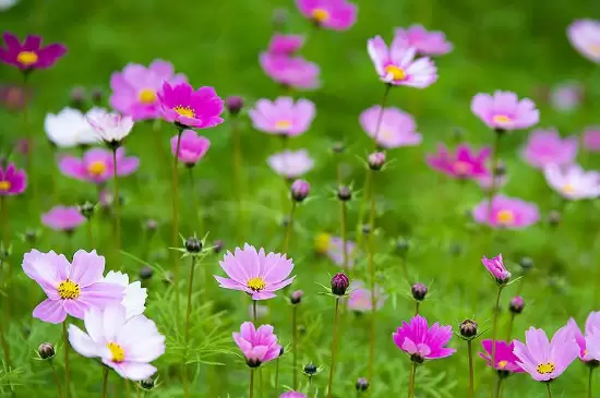 幸福香花的养殖方法插图2