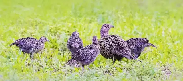 如何养小山鸡？插图4