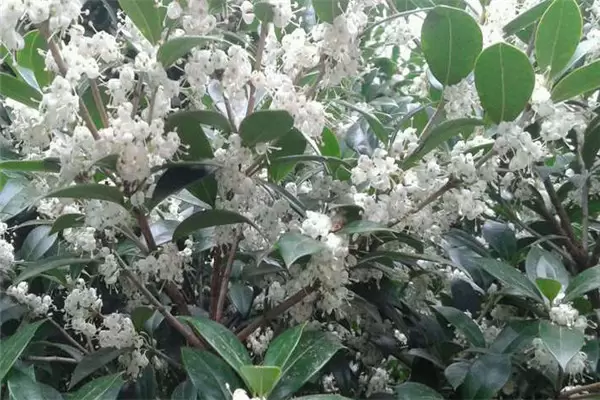 刺桂几月份开花 刺桂的生态习性简介插图1