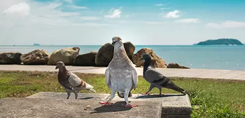 养鸽户是否已经忽视了稻谷对鸽子的影响?插图 养鸽户是否已经忽视了稻谷对鸽子的影响?插图