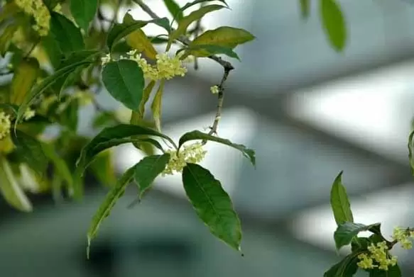 常见的桂花树有哪些品种?插图 常见的桂花树有哪些品种?插图