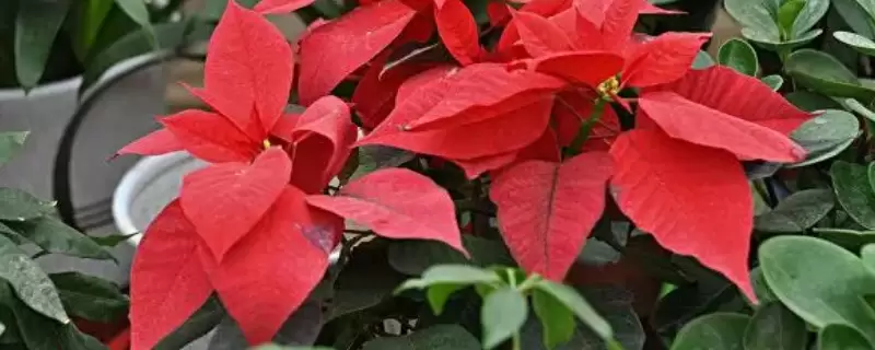 圣诞花的花语和寓意插图