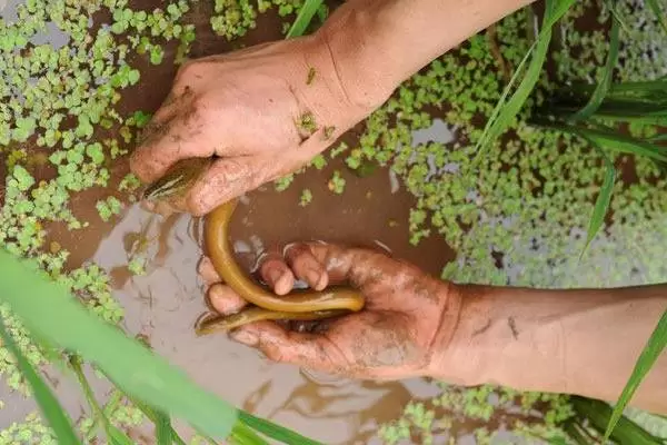 养黄鳝一亩能赚多少钱,附核算方法插图3 养黄鳝一亩能赚多少钱,附核算方法插图3