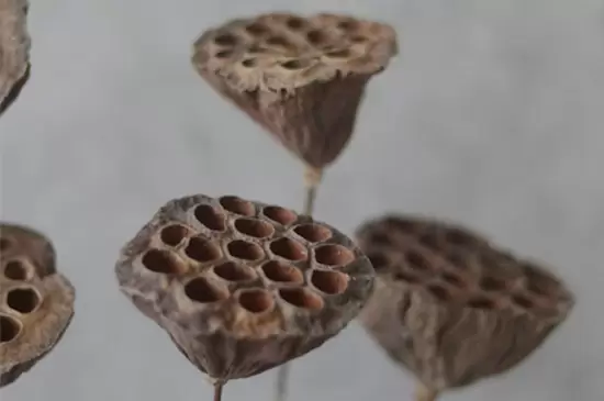 干莲蓬的寓意和象征插图1