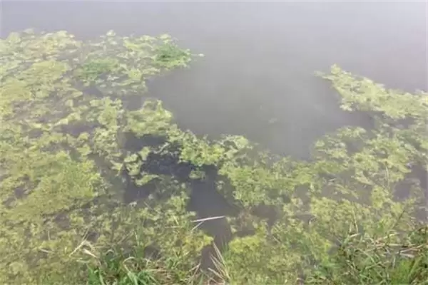 小龙虾死亡有几种原因,死亡前有哪些征兆插图2 小龙虾死亡有几种原因,死亡前有哪些征兆插图2