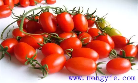 圣女果是凉性还是热性？插图1